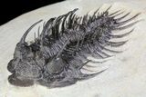 Bargain, Comura Trilobite - Composite Spines #74163-4